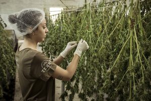 De wonderbaarlijke wereld van wietolie CBD: een diepgaande uitleg